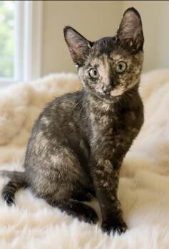 Derbie -  Tortoiseshell Cat for Adoption in Homestead, Florida - Derbie | PetCurious