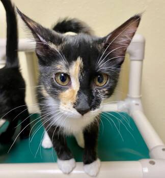 Uranus -  Domestic Short Hair and Calico Cat for Adoption in Fargo, North Dakota - Uranus | PetCurious