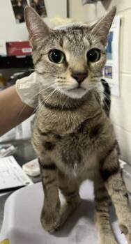 ERI -  Domestic Short Hair Cat for Adoption in Pensacola, Florida - ERI | PetCurious
