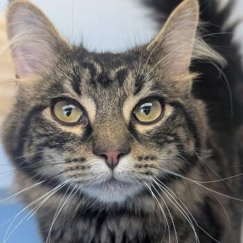 Domestic Medium Hair Cats Available for Adoption - Regan | PetCurious