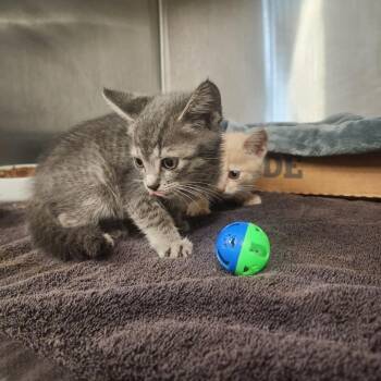 Grape Nuts -  Domestic Short Hair Cat for Adoption in Evensville, Tennessee - Grape Nuts | PetCurious