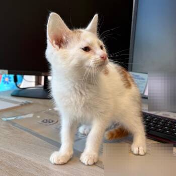 Theo -  Domestic Short Hair Cat for Adoption in Belfair, Washington - Theo | PetCurious