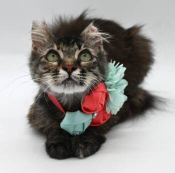 Domestic Medium Hair and Maine Coon Cats Available for Adoption in Mobile, Alabama - Olympia | PetCurious