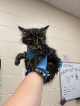 Clyde -  Domestic Short Hair Cat for Adoption in Westland, Michigan - Clyde | PetCurious
