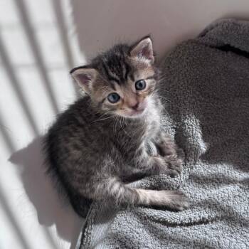 Yolo 8 -  Domestic Short Hair Cat for Adoption in Austin, Texas - Yolo 8 | PetCurious