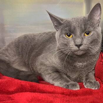 Domestic Short Hair Cats Available for Adoption in Springfield, Illinois - Daphne | PetCurious