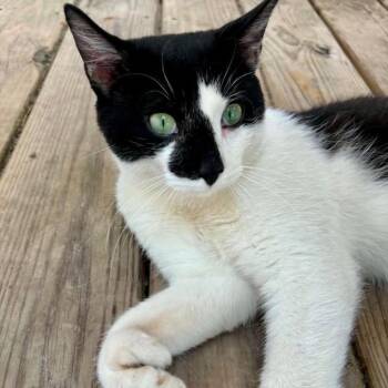 Big Foot -  Domestic Short Hair Cat for Adoption in Aldie, Virginia - Big Foot | PetCurious