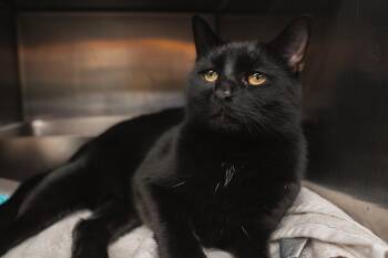 Domestic Short Hair Cats Available for Adoption in Herndon, Virginia - Craisin | PetCurious