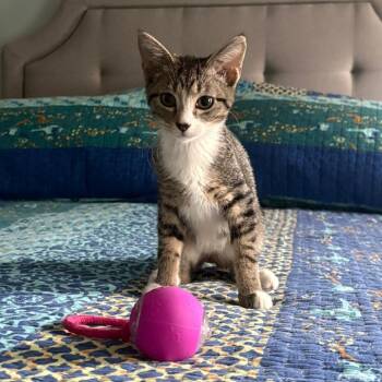 Rescue Domestic Short Hair Cats for Adoption in Ashland, Virginia - Ashley | PetCurious