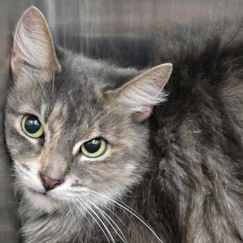 Sphinx -  Domestic Long Hair Cat for Adoption in Montgomery, Alabama - Sphinx | PetCurious