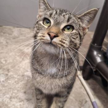 Apple Crisp -  Domestic Short Hair Cat for Adoption in Attica, New York - Apple Crisp | PetCurious