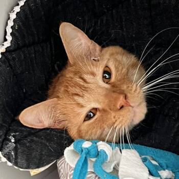 Bradley Cooper -  Domestic Short Hair Cat Available for Adoption in Sarasota, Florida - Bradley Cooper | PetCurious