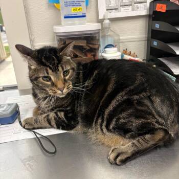 Oscar -  Domestic Short Hair Cat for Adoption in Columbiana, Alabama - Oscar | PetCurious