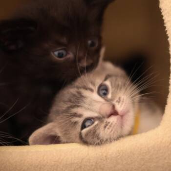 Jasper -  Domestic Short Hair Cat Available for Adoption in Philadelphia, Pennsylvania - Jasper | PetCurious