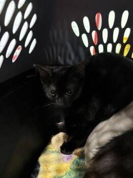 Mooncall -  Domestic Short Hair Cat for Adoption in Cincinnati, Ohio - Mooncall | PetCurious