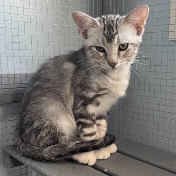 Barney -  Domestic Short Hair Cat for Adoption in Normal, Illinois - Barney | PetCurious