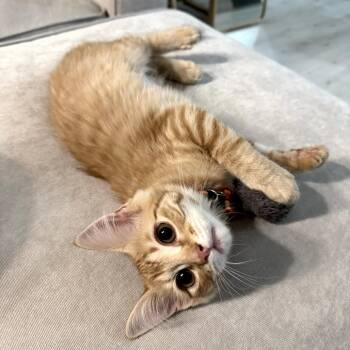 Domestic Medium Hair Cats Available for Adoption - Ella | PetCurious