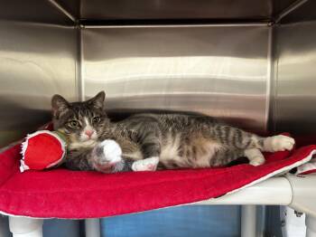 Domestic Short Hair Cats Available for Adoption in Evanston, Illinois - Elm | PetCurious