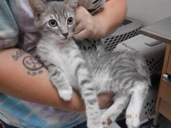LENNON -  Domestic Short Hair Cat for Adoption in Oroville, California - LENNON | PetCurious