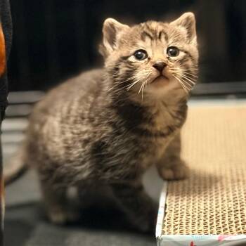 Domestic Short Hair Cats Available for Adoption in Watertown, New York - Jenny | PetCurious
