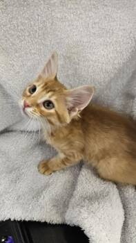 Copper -  Domestic Short Hair Cat for Adoption in Antioch, California - Copper | PetCurious