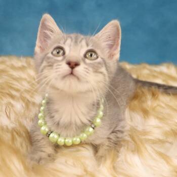 Sweet Pea - Coming Soon -  Domestic Short Hair Cat Available for Adoption in League City, Texas - Sweet Pea - Coming Soon | PetCurious