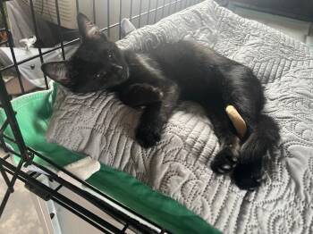 Shadow -  Domestic Short Hair Cat for Adoption in Kell, Illinois - Shadow | PetCurious