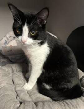 Guppy -  Tuxedo Cat for Adoption in Phoenix, Arizona - Guppy | PetCurious