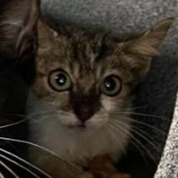 Marla -  Domestic Short Hair Cat for Adoption in West Palm Beach, Florida - Marla | PetCurious