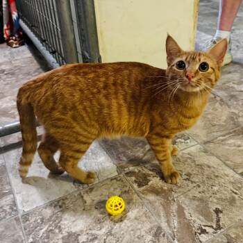 Buttercup -  Domestic Short Hair Cat for Adoption in Brownsboro, Alabama - Buttercup | PetCurious