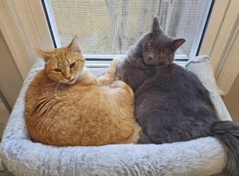 Domestic Medium Hair and Domestic Short Hair Cats Available for Adoption in Fairfax, Virginia - Panchito And Luca  | PetCurious