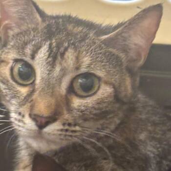 Tiffany -  Domestic Short Hair Cat for Adoption in Allentown, Pennsylvania - Tiffany | PetCurious