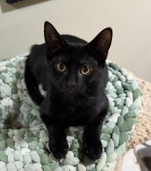 Nyx -  Domestic Short Hair Cat for Adoption in East Hanover, New Jersey - Nyx | PetCurious