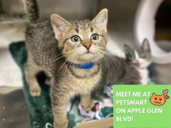 Domestic Short Hair Cats Available for Adoption in Fort Wayne, Indiana - BASIL | PetCurious