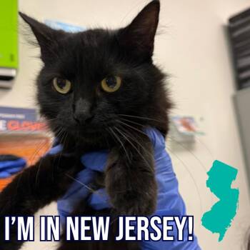 Tetley -  Domestic Medium Hair Cat for Adoption in Charleston, West Virginia - Tetley | PetCurious