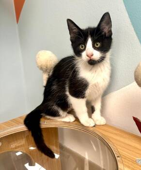 Rescue Domestic Short Hair Cats for Adoption in Westlake Village, California - Merrie | PetCurious