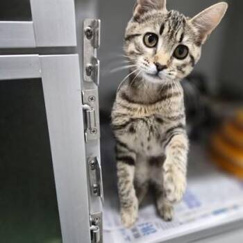 Sylvie -  Domestic Short Hair Cat for Adoption in Sacramento, California - Sylvie | PetCurious