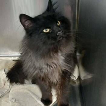 Domestic Long Hair Cats Available for Adoption - Sir Buster  | PetCurious