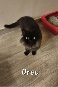 Persian Cats Available for Adoption in Lunenburg, Massachusetts - Oreo Ll | PetCurious