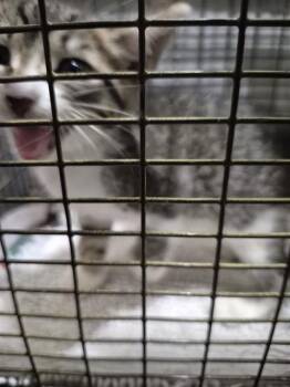 CAPULET -  Domestic Short Hair Cat for Adoption in San Antonio, Texas - CAPULET | PetCurious