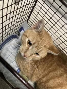 Rescue Domestic Short Hair Cats for Adoption in Loveland, Colorado - DRAGO | PetCurious