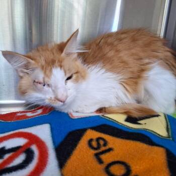 Domestic Medium Hair Cats Available for Adoption in Lakeland, Florida - Emma | PetCurious