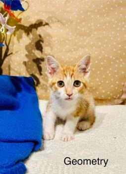Geometry -  Domestic Short Hair Cat for Adoption in Groveland, Massachusetts - Geometry | PetCurious