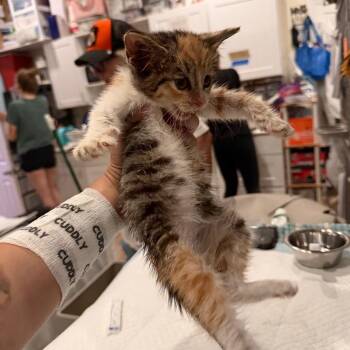Cassie 2 -  Domestic Short Hair Cat for Adoption - Cassie 2 | PetCurious