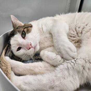 Sheldon -  Domestic Short Hair Cat for Adoption in Des Moines, Iowa - Sheldon | PetCurious