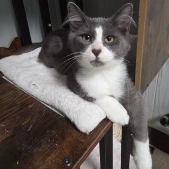 Rescue Domestic Short Hair Cats for Adoption in Chariton, Iowa - Earl Grey | PetCurious