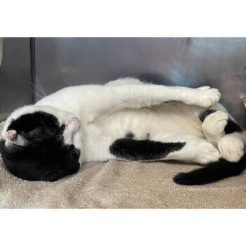 Herman -  Domestic Short Hair Cat for Adoption in Austin, Texas - Herman | PetCurious