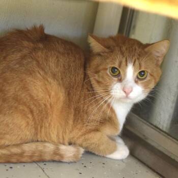 Mini Me -  Domestic Short Hair Cat for Adoption in Belleville, Illinois - Mini Me | PetCurious
