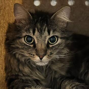 Firefly -  Domestic Medium Hair Cat for Adoption in Baltimore, Maryland - Firefly | PetCurious