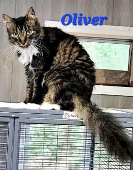 Oliver -  Domestic Long Hair Cat for Adoption in Macon, Georgia - Oliver | PetCurious
